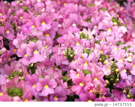 ネメシア(ピンク) ネメシア(ピンク) 14737553