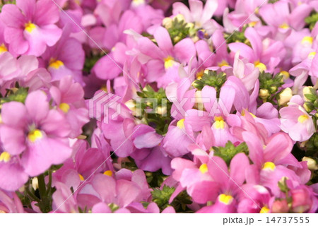 ネメシア（ピンク） 14737555