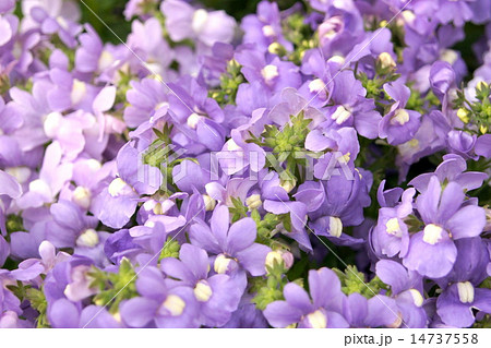 ネメシア（淡紫） 14737558