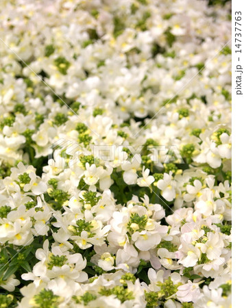 ネメシア（白） 14737763