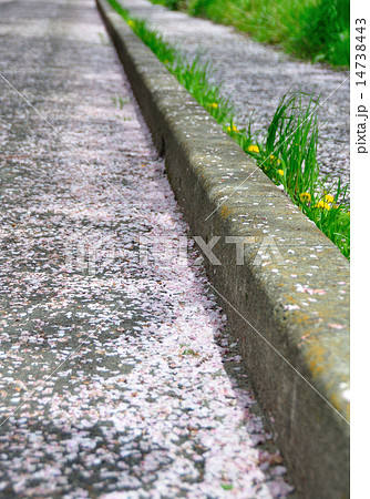 サクラ散歩道 14738443