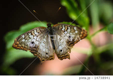 White Peacock Anartia Jatrophae 14738941
