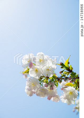 さくら (シロタエ) さくら (シロタエ) 14738966