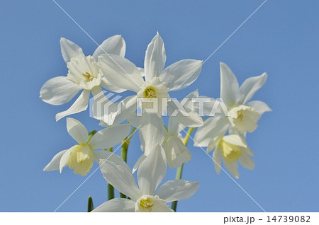 雫水仙 14739082