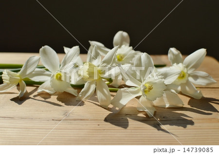 雫水仙 14739085