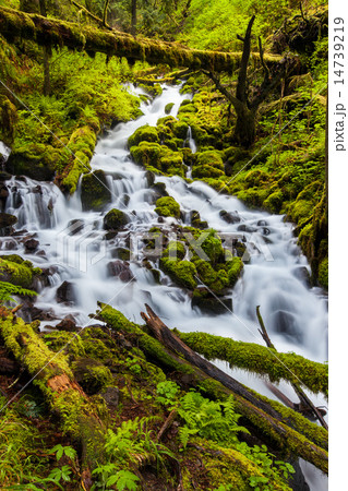 Cascade waterfalls in Oregon forest hiking trail 14739219