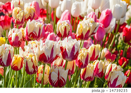 close up colorful tulips in tulip field 14739235