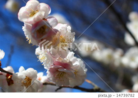梅の花 14739782