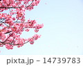桜吹雪右スペース 14739783