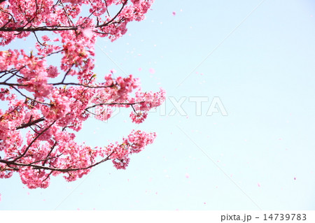 桜吹雪右スペース 14739783