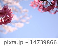 濃淡桜右スペース 14739866