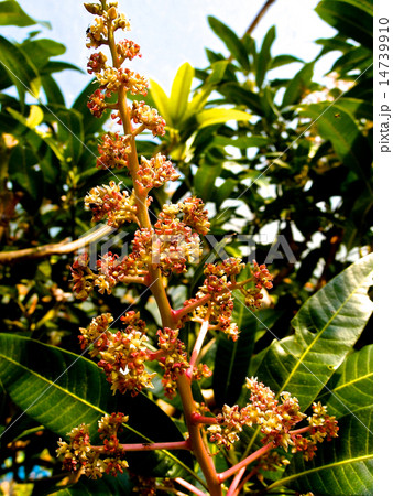 マンゴーの花 14739910