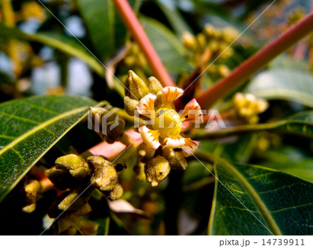 マンゴーの花 14739911