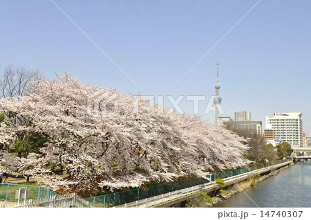 猿江恩賜公園の桜並木とスカイツリーの写真素材