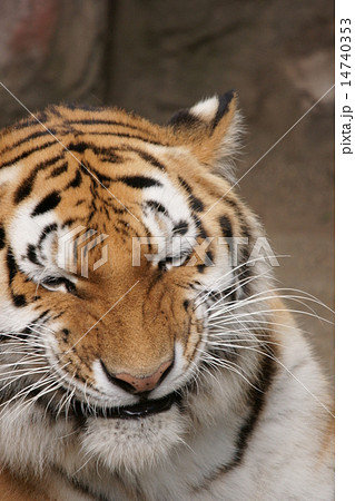 笑う?トラ 笑う?トラ 14740353