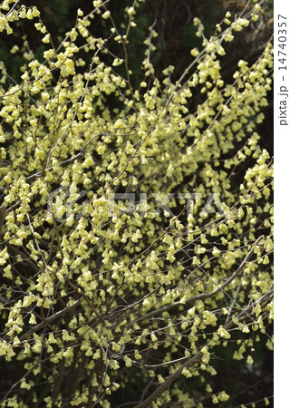 ヒュウガミズキ 14740357