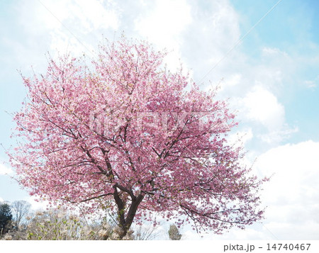 桜 14740467