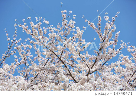 桜 桜 14740471