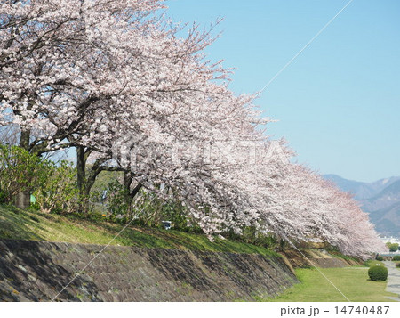 桜 14740487