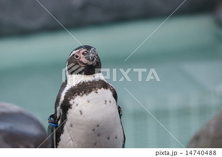 フンボルトペンギン 14740488