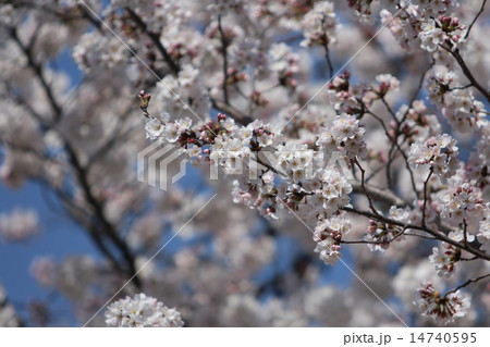 桜満開 14740595