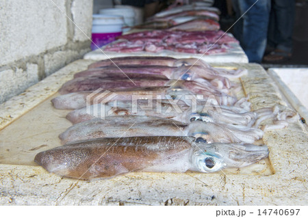 Male india fish market 14740697