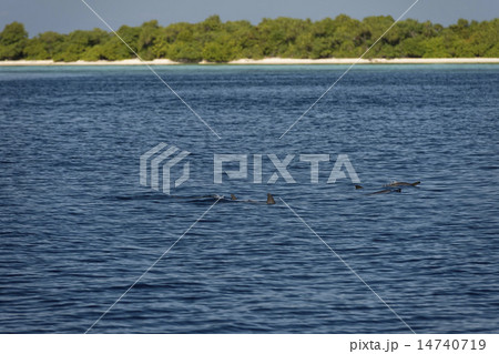 Dolphins while jumping 14740719