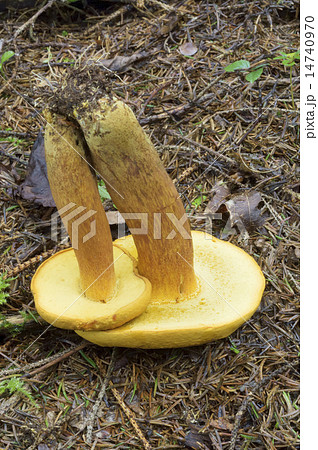 コガネヤマドリ 14740970