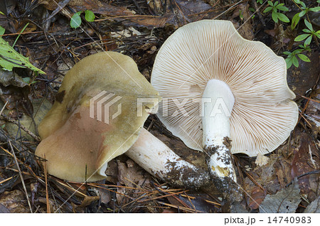 ウラベニホテイシメジ　 14740983