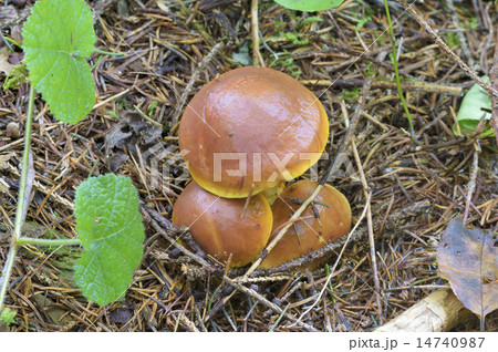 ハナイグチ ハナイグチ 14740987