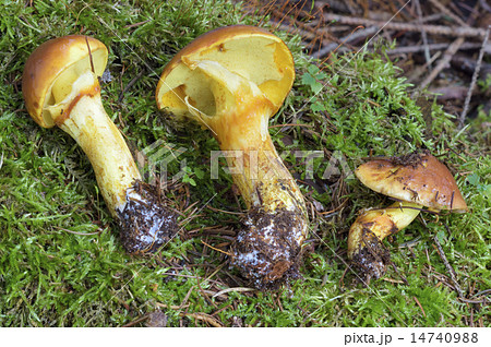 ハナイグチ 14740988