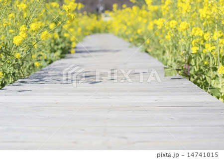 満開の菜の花と遊歩道 14741015