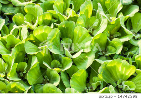 Pistia stratiotes Pistia stratiotes 14742598