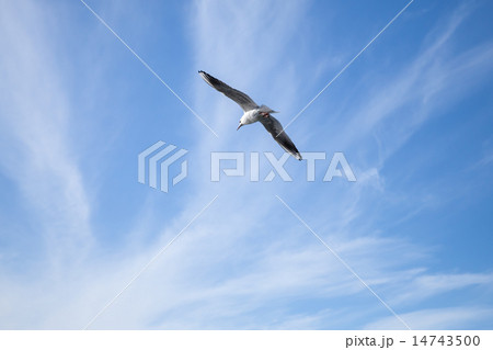 White seagull flying in blue cloudy sky background 14743500
