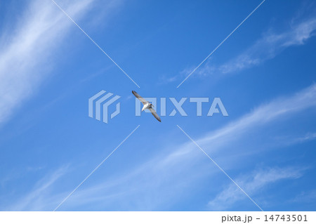 Seagull flying in blue sky background with clouds 14743501