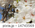 桜とミツバチ 14743569
