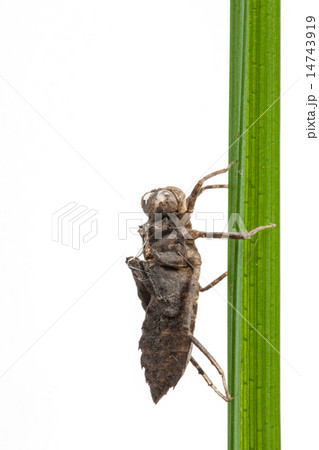 Nymph of the dragonfly 14743919
