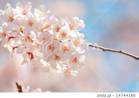 桜 2015 クローズアップショット 桜 2015 クローズアップショット 14744180