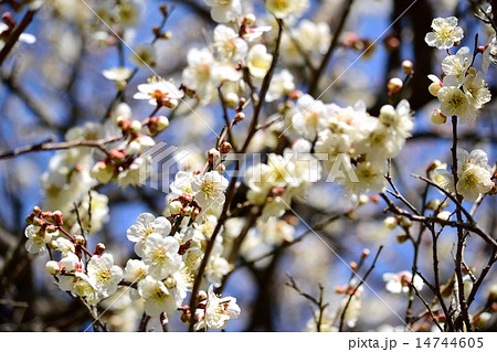 白い梅の花が咲き始める 14744605