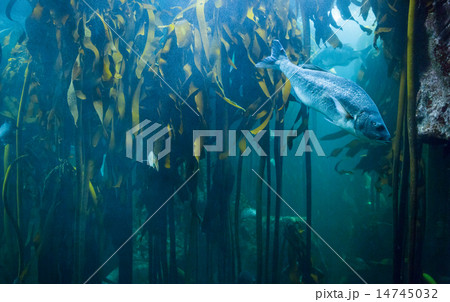 Fish swimming in tank Fish swimming in tank 14745032