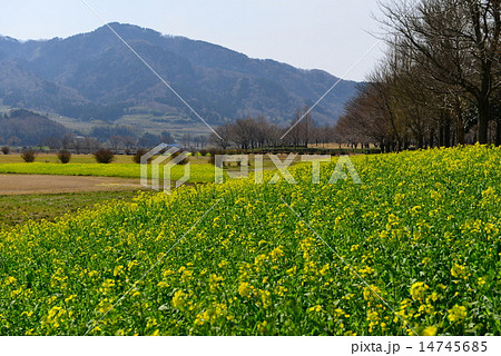 菜の花と角田山 14745685