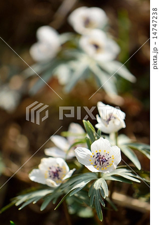 早春の花セツブンソウ 早春の花セツブンソウ 14747238