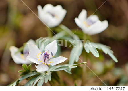 早春の花セツブンソウ 早春の花セツブンソウ 14747247