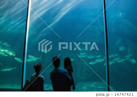 Happy family looking at fish tank Happy family looking at fish tank 14747421