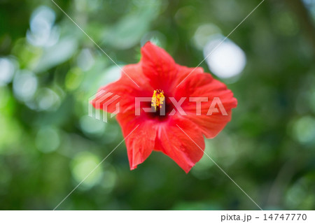 Red hibiscus flower 14747770