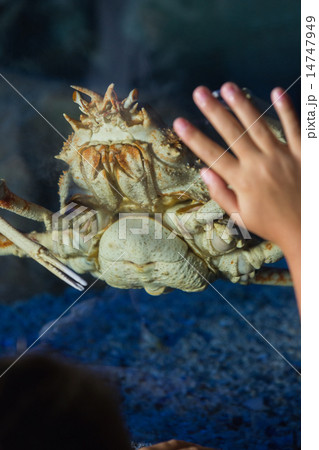 Little girl looking at fish tank Little girl looking at fish tank 14747949
