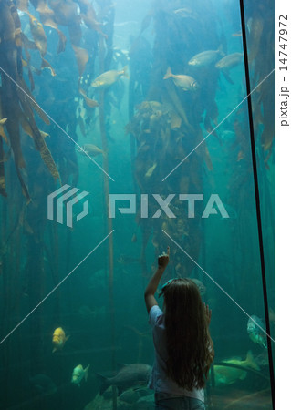 Little girl looking at fish tank 14747972