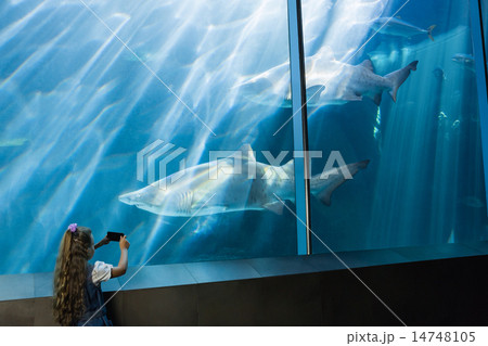 Little girl looking at fish tank Little girl looking at fish tank 14748105