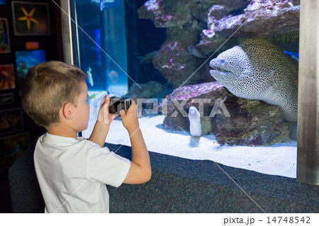 Little boy looking at fish tank Little boy looking at fish tank 14748542