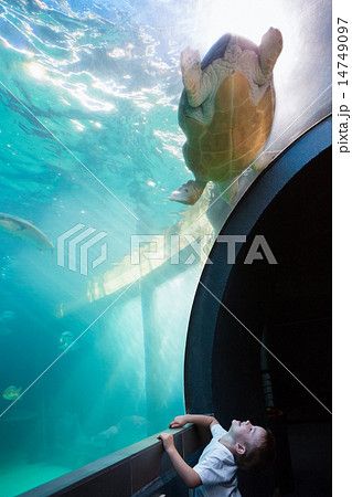 Little boy looking at fish tank Little boy looking at fish tank 14749097